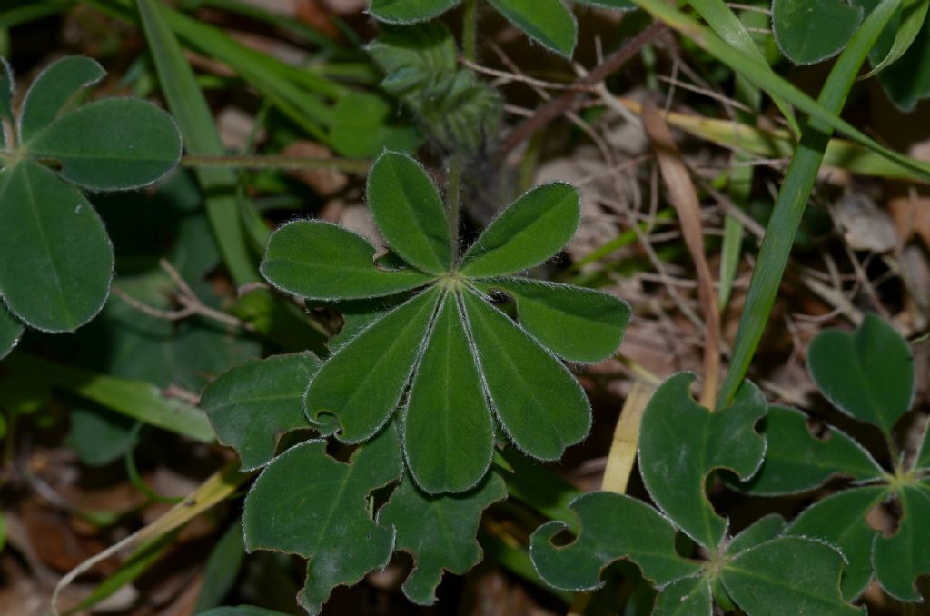 Lupinus albus